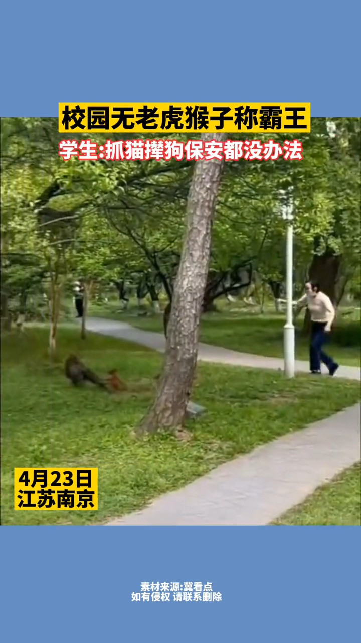 南京理工大学这只“泼猴”成精了, 怎么办