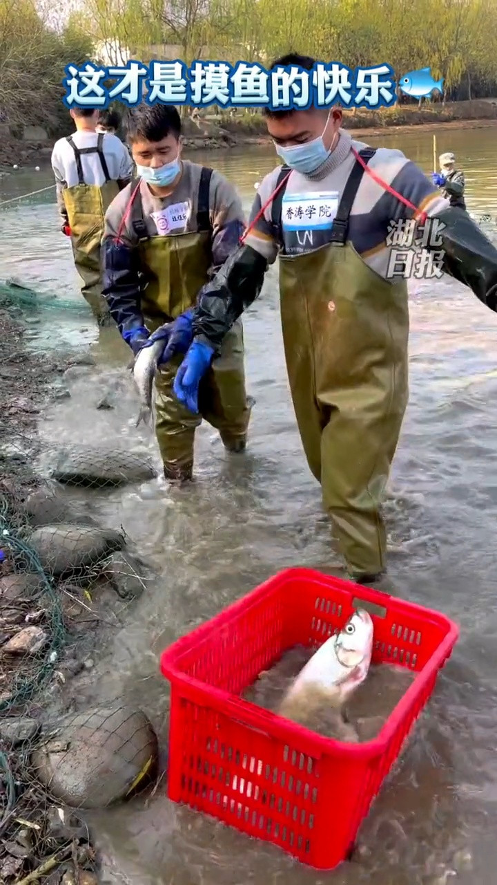 武汉科技大学, 学生们下湖捕鱼好不热闹, 鱼将被送往学校食堂烹饪
