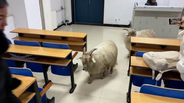 小羊走进高校教室“蹭课”, 网友: 这很内蒙古